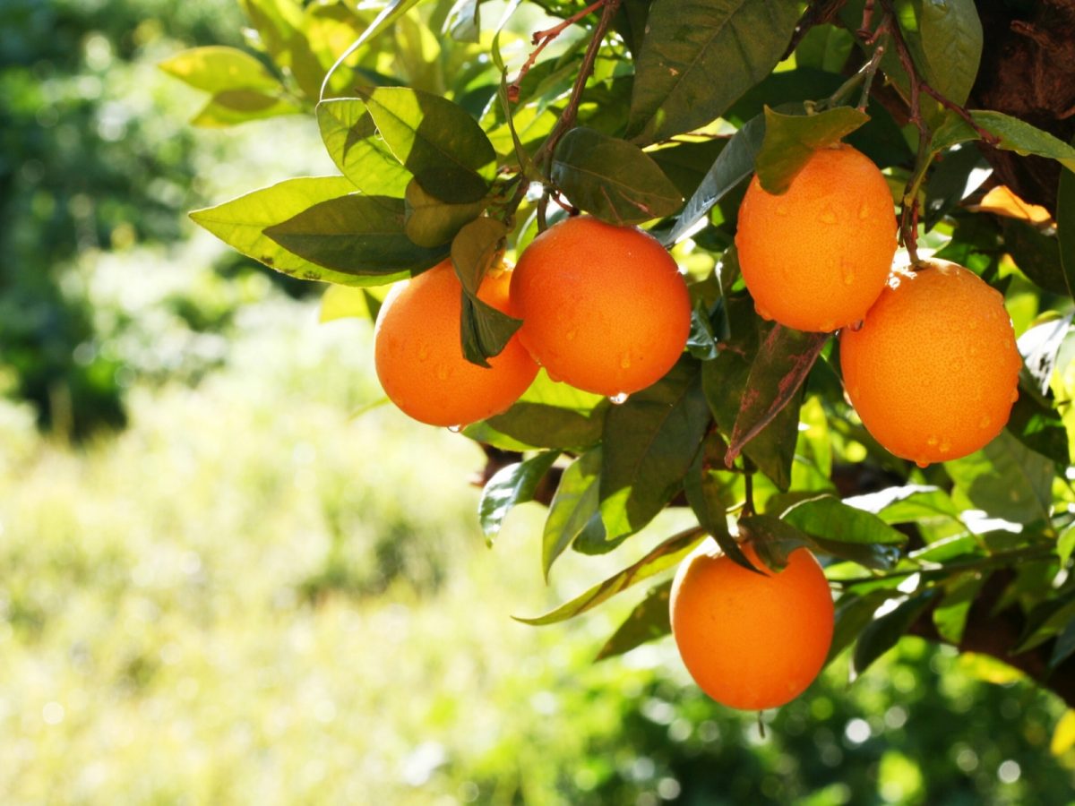 Sinaasappels aan takken met regendruppels op hun schillen.