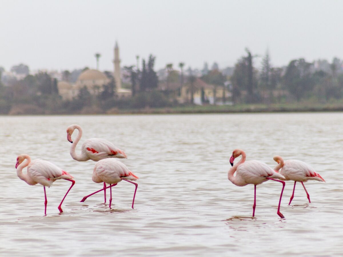 Flamingo's in het zoutmeer van Larnaka, met op de achtergrond de Hala Sultan Tekke-moskee tussen palmen.