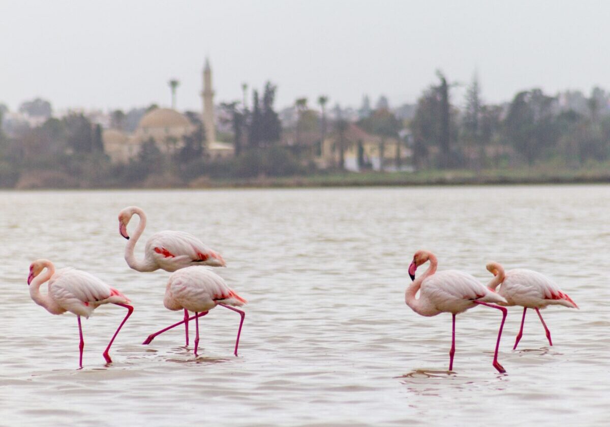 Flamingo's in het zoutmeer van Larnaka, met op de achtergrond de Hala Sultan Tekke-moskee tussen palmen.