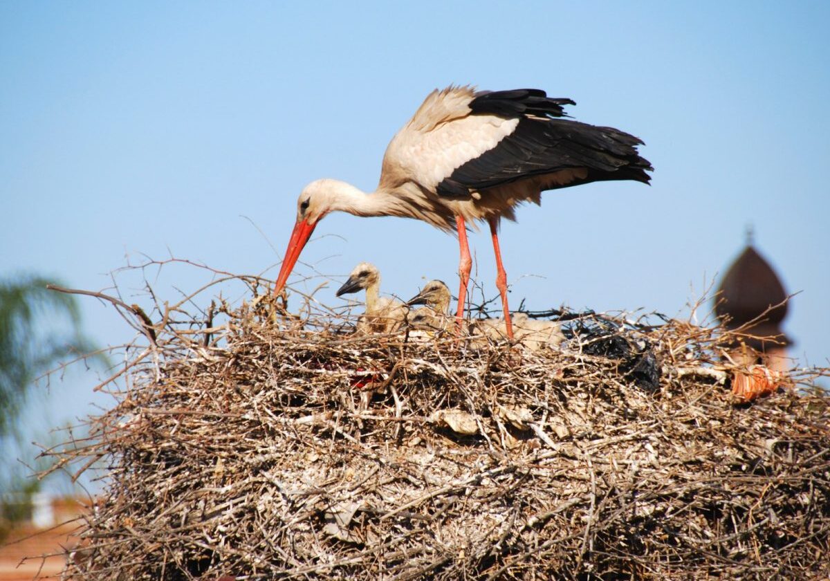 ooievaar-vogel-sacraal-aureool-marokko